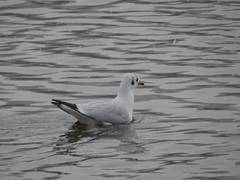 Chroicocephalus ridibundus