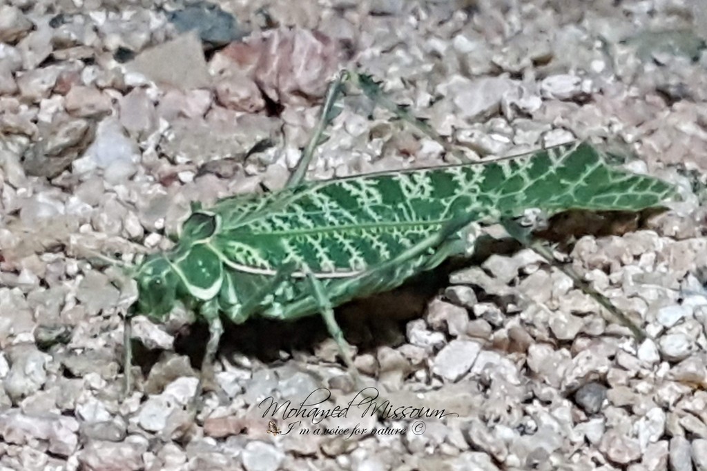 Acacia Bushcrickets