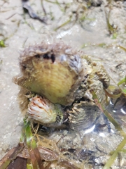 Isognomon