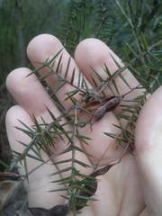 Acacia ulicifolia