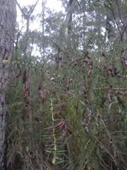 Acacia ulicifolia