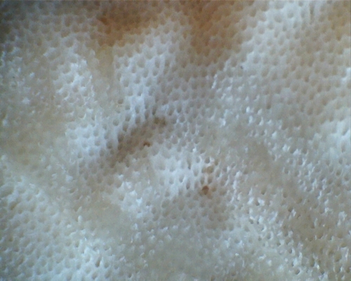 Echinochaete russiceps image