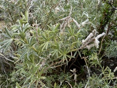 Lupinus mutabilis