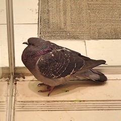 Columba livia domestica