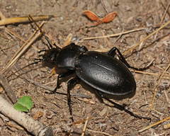 Carabus sibiricus