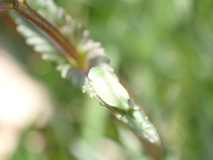 Graphocraerus ventralis