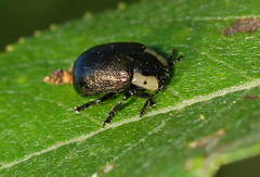 Chrysomela collaris