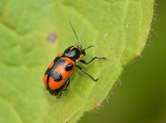 Cryptocephalus quinquepunctatus