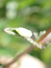 Graphocraerus ventralis