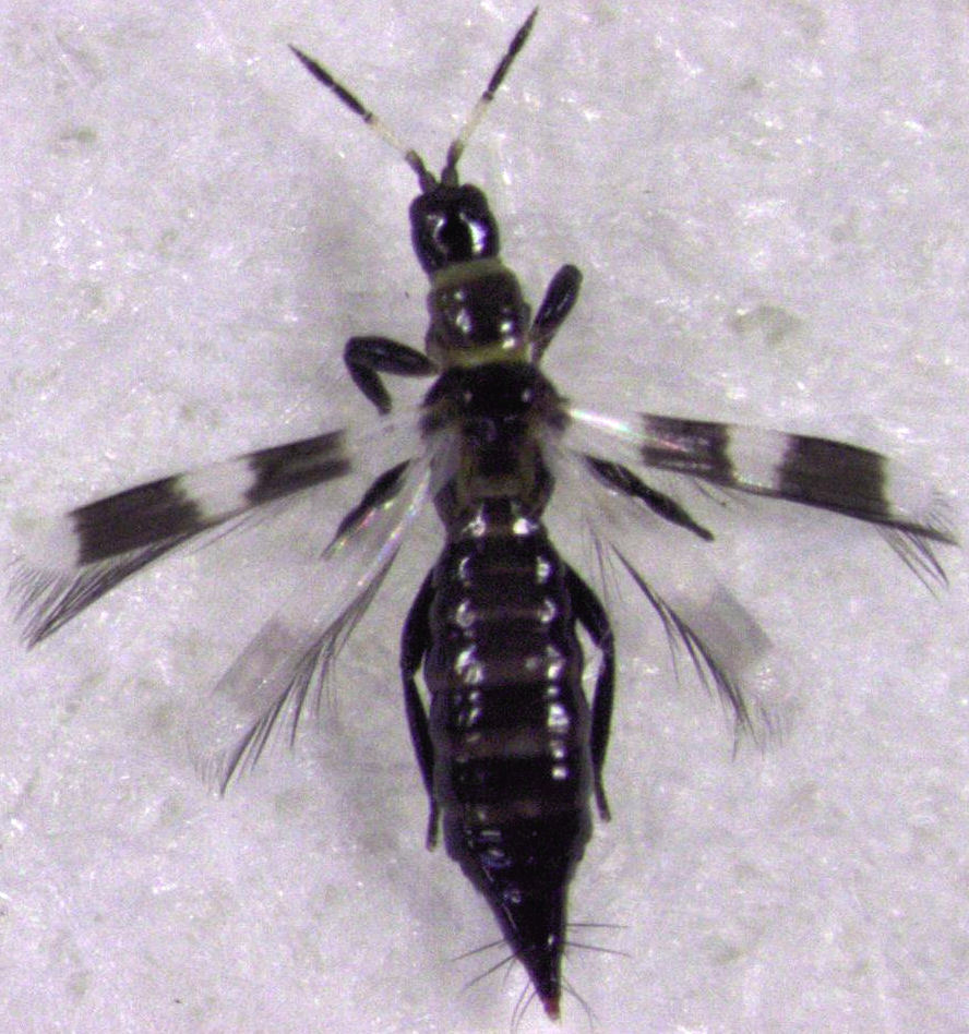 Banded Thrips