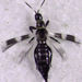 Banded Thrips - Photo (c) Stephen Thorpe, some rights reserved (CC BY-NC), uploaded by Stephen Thorpe