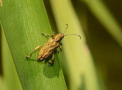Donacia bicolora