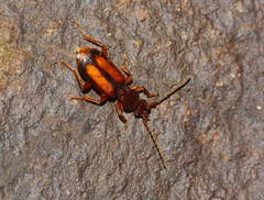 Polistichus connexus