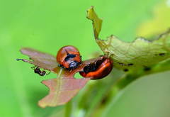 Gonioctena viminalis