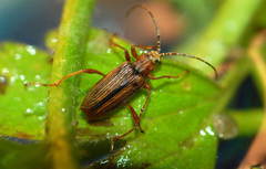 Macroplea appendiculata