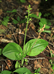 Liparis kumokiri