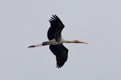 Mycteria leucocephala