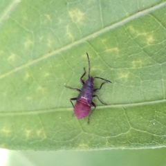 Oxycarenus
