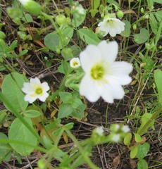 Mononeuria nuttallii