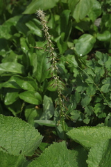 Macropodium nivale