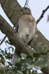 Accipiter badius
