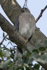 Accipiter badius