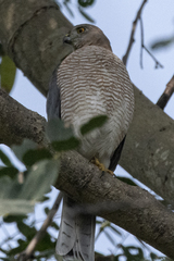 Accipiter badius