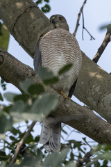 Accipiter badius
