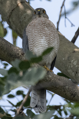 Accipiter badius