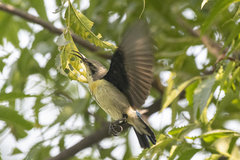 Cinnyris asiaticus