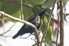 Cinnyris asiaticus