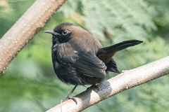 Copsychus fulicatus