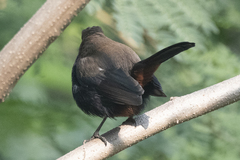 Copsychus fulicatus