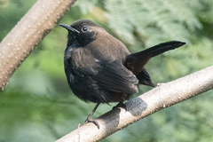 Copsychus fulicatus