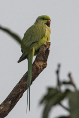 Psittacula krameri