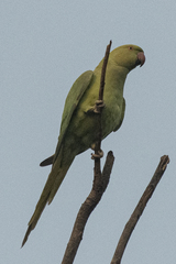 Psittacula krameri
