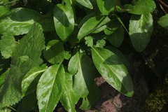 Macropodium nivale