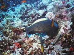 Cetoscarus bicolor