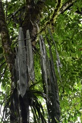 Anthurium pallidiflorum