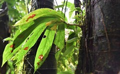 Columnea kalbreyeriana