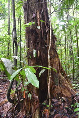 Nectandra guadaripo