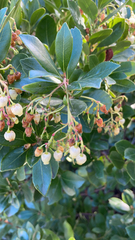 Arbutus unedo