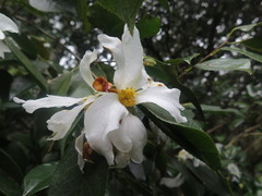Camellia grijsii