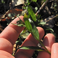 Cardamine bulbosa