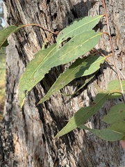 Eucalyptus latisinensis