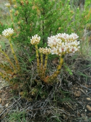 Crassula fallax