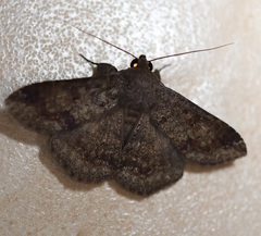 Ericeia inangulata