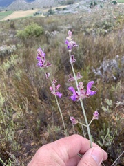 Salvia albicaulis