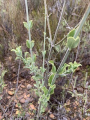 Salvia albicaulis