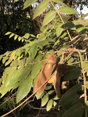 Centrolobium tomentosum